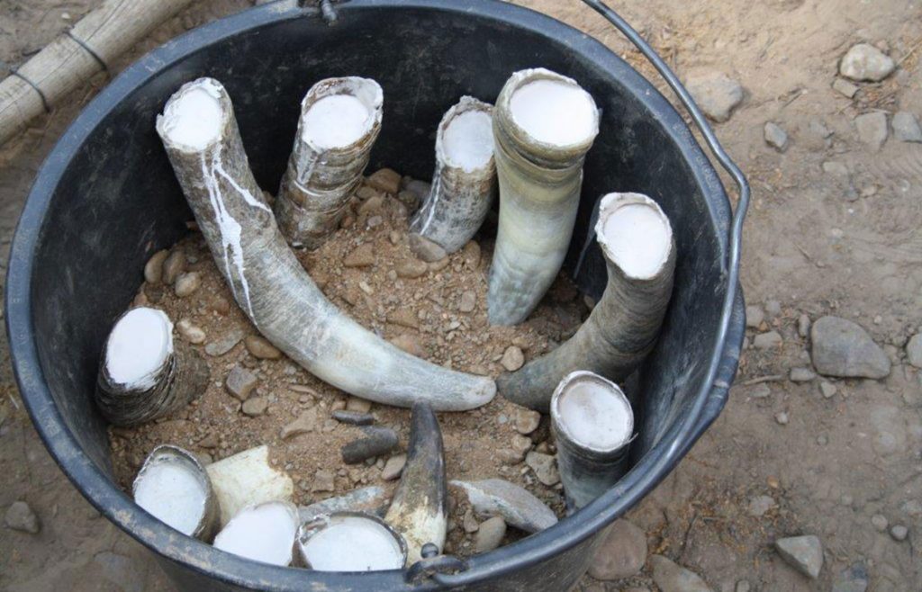 Präparat 501 von Hornkiesel bevor die Hörner über Sommer im Boden vergraben werden.